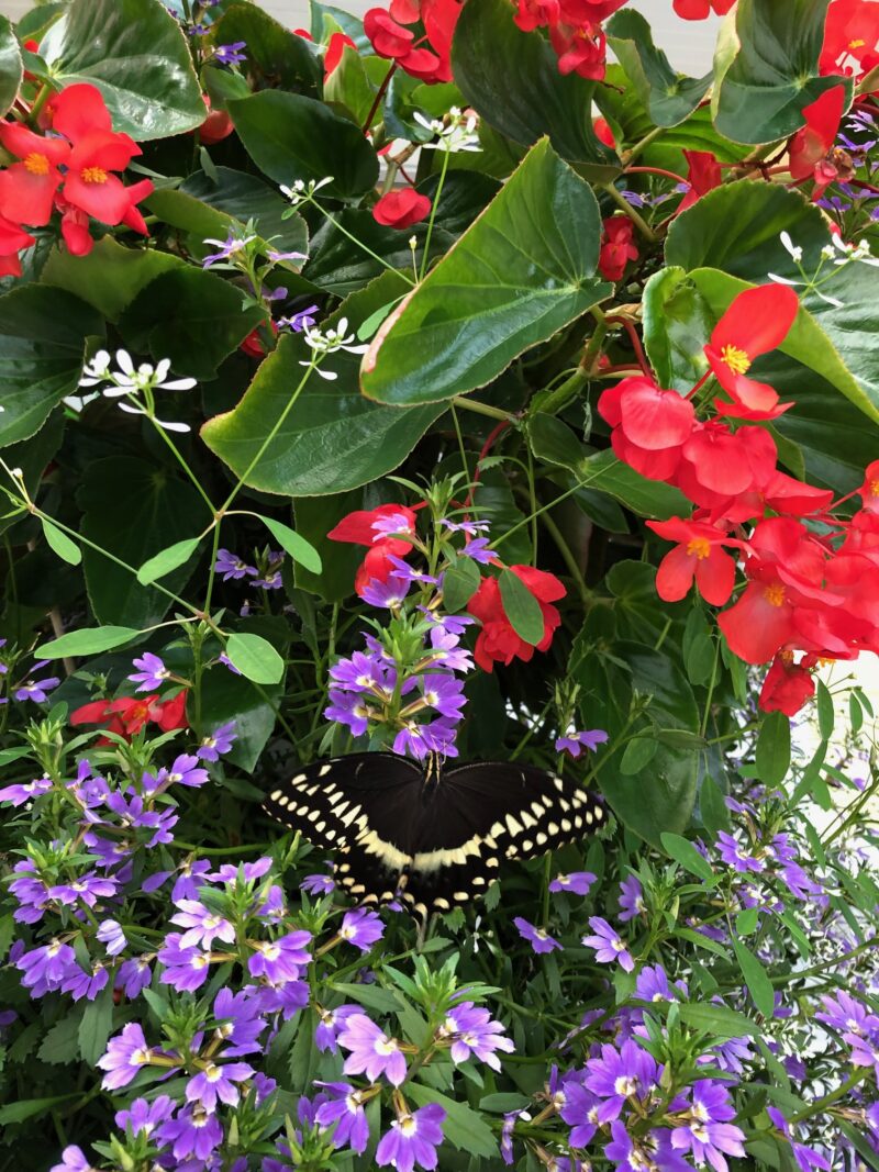 Flora and Fauna found in the Cape Fear Region