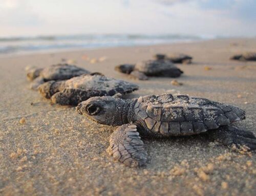 Brunswick County Sea Turtle Conservation