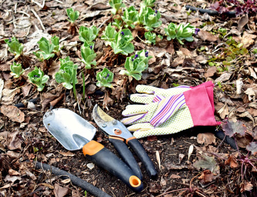 Gardening: March Checklist